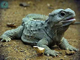 Хатерии или хатерии - sphenodon punctatus (punctatus) Хатерии или хатерии - sphenodon punctatus