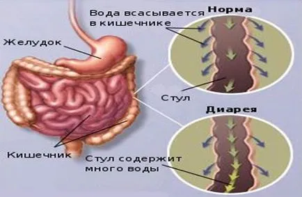 Фуразолидон диария искал да се възползвам, ако това помага
