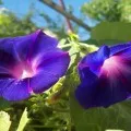 Hibiscus градина грижи и отглеждане, фото и видео