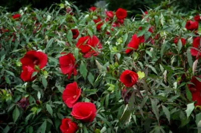 Hibiscus градина засаждане и грижи в открито поле, възпроизводството