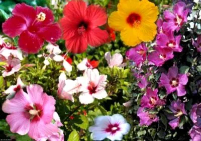 Hibiscus градина засаждане и грижи в открито поле, възпроизводството