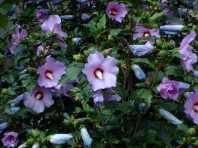 Hibiscus градина засаждане и грижи в открито поле, възпроизводството