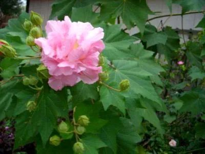 Hibiscus градина засаждане и грижи в открито поле, възпроизводството