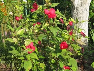 Hibiscus градина засаждане и грижи в открито поле, възпроизводството
