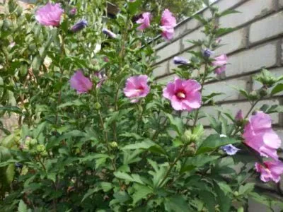 Hibiscus градина засаждане и грижи в открито поле, възпроизводството
