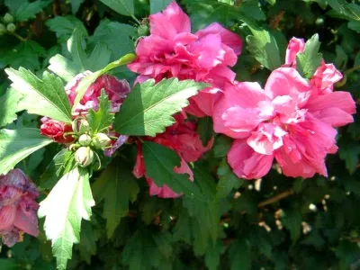 Hibiscus градина засаждане и грижи в открито поле, възпроизводството