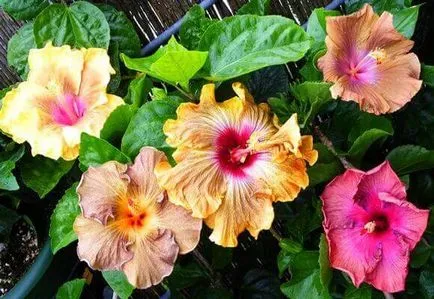 Hibiscus градина грижи и отглеждане, фото и видео