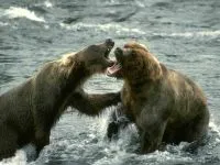 Voice мечка mp3 глас ръмжи кафява мечка (Ursus ARCTOS) слушате безплатно онлайн