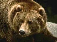 Voice мечка mp3 глас ръмжи кафява мечка (Ursus ARCTOS) слушате безплатно онлайн