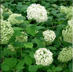 Хортензия (gidrangeya), (хортензия)