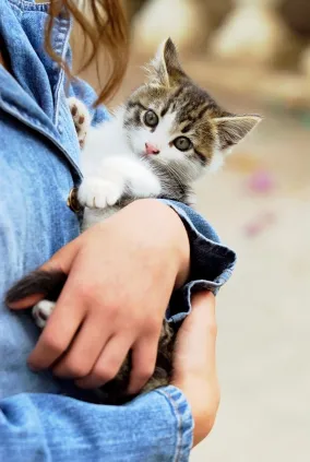 Червеи коте симптоми