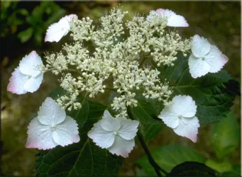 Хортензия (gidrangeya), (хортензия)