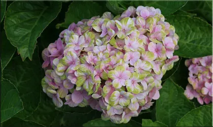Хортензия (gidrangeya), (хортензия)