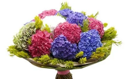 Hydrangea - описание, видове, грижи, отглеждане, снимки