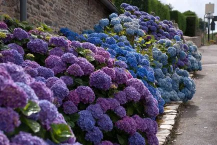 Hydrangea - описание, видове, грижи, отглеждане, снимки