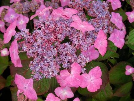Hydrangea - описание, видове, грижи, отглеждане, снимки