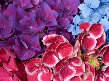 Hydrangea - описание, видове, грижи, отглеждане, снимки