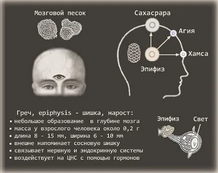 Хормоните на епифизната жлеза и функцията