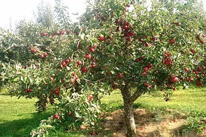 калиев Humate инструкции разпръсквачки