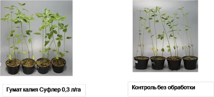 калиев хумат е, че такова приложение, микроелементи