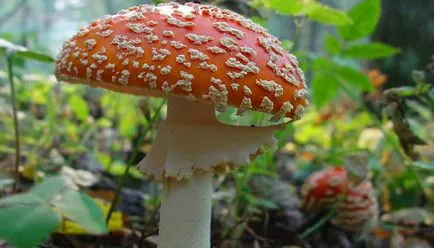 Mushroom червена мухоморка снимка, описание и лечебни свойства на тинктури от него