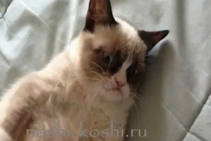 Гръмпи котка