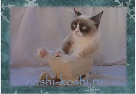 Гръмпи котка