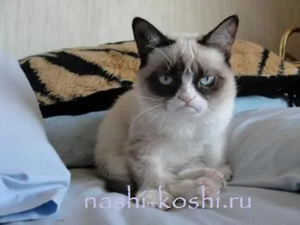 Гръмпи котка