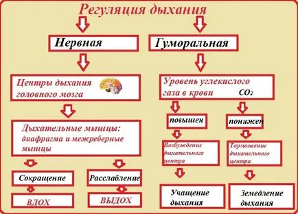 Хълцането - защо това се случи, и как бързо да се отървете от него причини хълцане в дома на (бързо) Хълцането - защо това се случи, и как бързо да се отървете от него причини хълцане в дома на