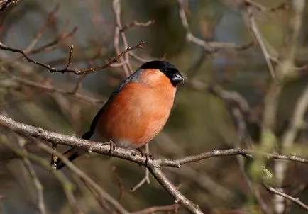 Чудя се къде клатещите bullfinches летни