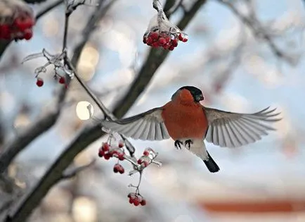 Чудя се къде клатещите bullfinches летни
