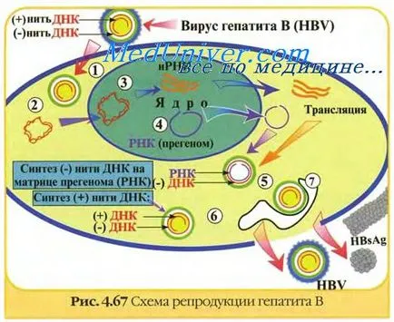 инактивирани ваксини