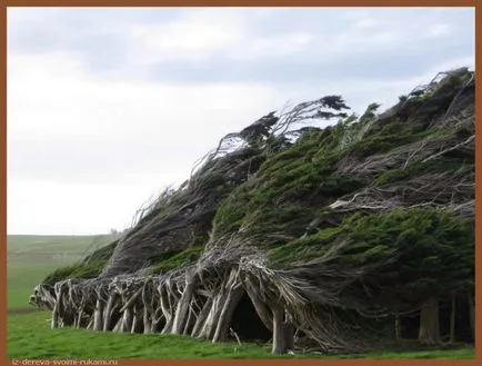 От дърво с ръцете си! Интересни дървени занаяти, мебели, работни срещи за дърво, на мястото на