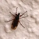 Mi van, ha a házban volt egy lepke lepkék és hogyan kell kezelni azt (a ház) Mi van, ha a házban volt egy lepke lepkék és hogyan kell harcolni