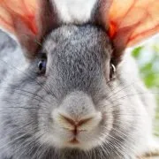 Mi van, ha a nyúl tüsszent hogyan kell kezelni egy orrfolyás, és miért vannak fehér orrfolyás (kúra) Mi van, ha a nyúl tüsszent hogyan kell kezelni egy orrfolyás, és miért vannak fehér orrfolyás