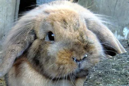 Mi van, ha a nyúl tüsszent hogyan kell kezelni egy orrfolyás, és miért vannak fehér váladék az orr (tüsszentés) Mi van, ha a nyúl tüsszent hogyan kell kezelni egy orrfolyás, és miért vannak fehér orrfolyás