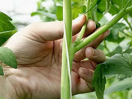 Mi a teendő, ha a paradicsom feketére a melegházi és szabadföldi kísérletben