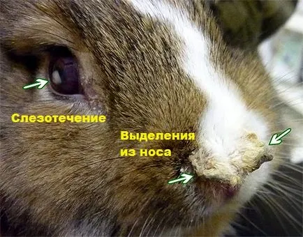 Mi van, ha a nyúl tüsszent hogyan kell kezelni egy orrfolyás, és miért vannak fehér orrfolyás (kúra) Mi van, ha a nyúl tüsszent hogyan kell kezelni egy orrfolyás, és miért vannak fehér orrfolyás
