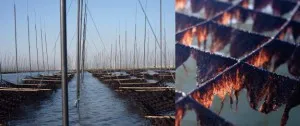 Как нори нори история