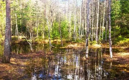 Как да се запазят бреза сок у дома