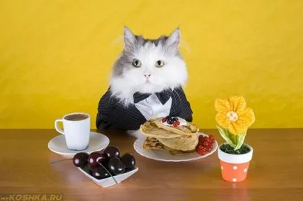 Как да прехвърля една котка със сух фураж на естествена храна (котка) Как да прехвърля една котка със сух фураж на естествена храна