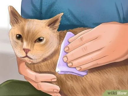 Как за лечение на една котка, ако ухапан от куче