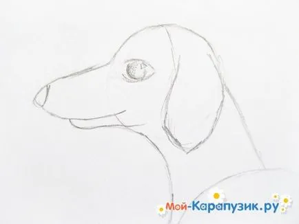 Как да се направи дакел моливи етапи () Как да се направи такса молив в етапа