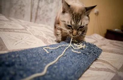 Как да намерите котката котка
