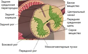 Както гръбначния мозък се формира от сиво вещество от медулата и вторични, където е едновременно
