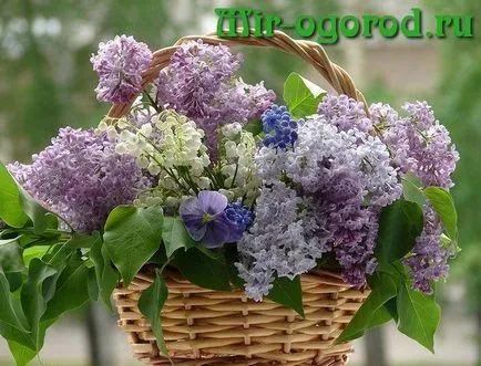 Как да се намали люляците през пролетта