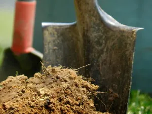 Hogy lehet ültetni után sárgarépa - válaszd növényi videó