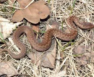 Mi a teendő, ha egy vipera falatot, a gyerekek (jumper) Mi a teendő, ha egy vipera falatot, a gyerekek