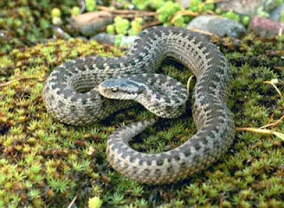 Mi a teendő, ha egy vipera harapni, a gyerekek (mellkas) Mi a teendő, ha egy vipera falatot, a gyerekek