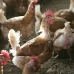 Как да се определи възрастта на кокошката година съвети, пиле